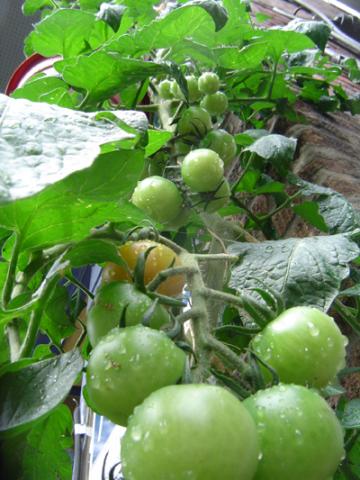 Tomatoes growing on Duluth!