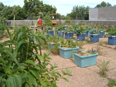 Two self-watering grower models taking in the rays at our demonstration garden