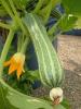 Le premier zucchini du jardin/ The first zucchini