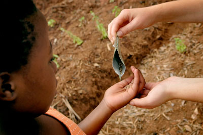 une poignée de semences / a handful of seeds