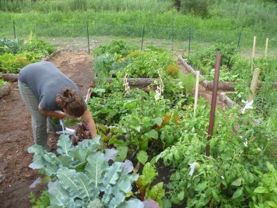 Les Jardinières d'Aldo en action! 2