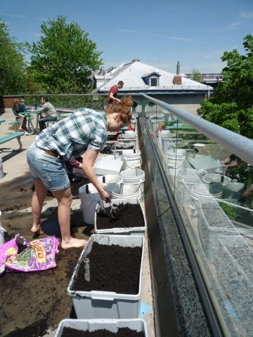 Jardin cegep du vieux-montreal on s'active!