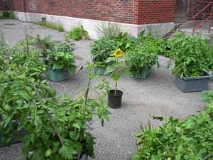 Le jardin de Tournesol!