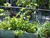 Au balcon vert / Green balcony