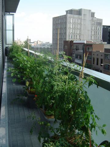 Jardin linéaire / linear garden