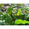 Rooftop Garden in Newport, Rhode Island