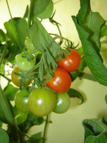 Tomates chez Vanessa | Vanessa's tomatoes